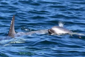 Dusky Dolphins playing in the waters of Milford Sound for the guests on a Southern Discoveries Encounter Cruise.